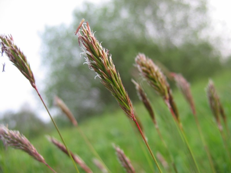 Sweet vernal grass (Anthoxanthum odoratum)