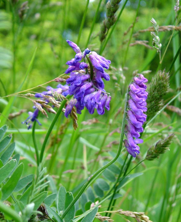 Vesce cracca (Vicia cracca)