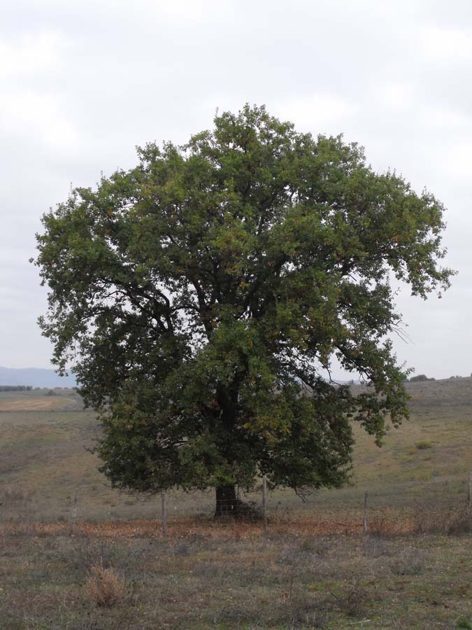 Downy oak (Quercus pubescens)