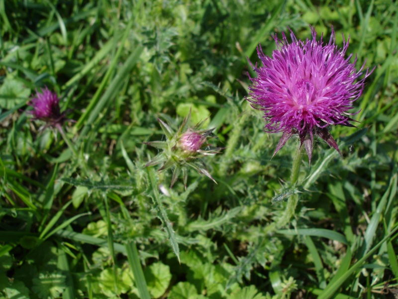 Musk thistle (Carduus nutans)