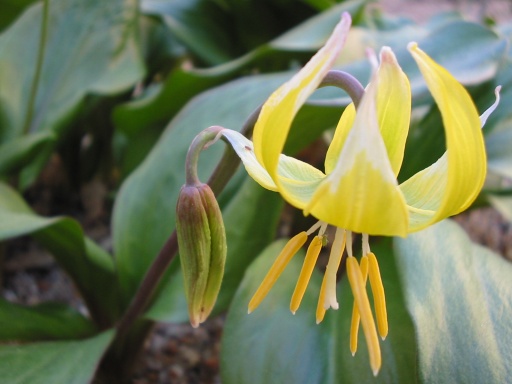 Tuolumne fawn lily (Erythronium tuolumnense)