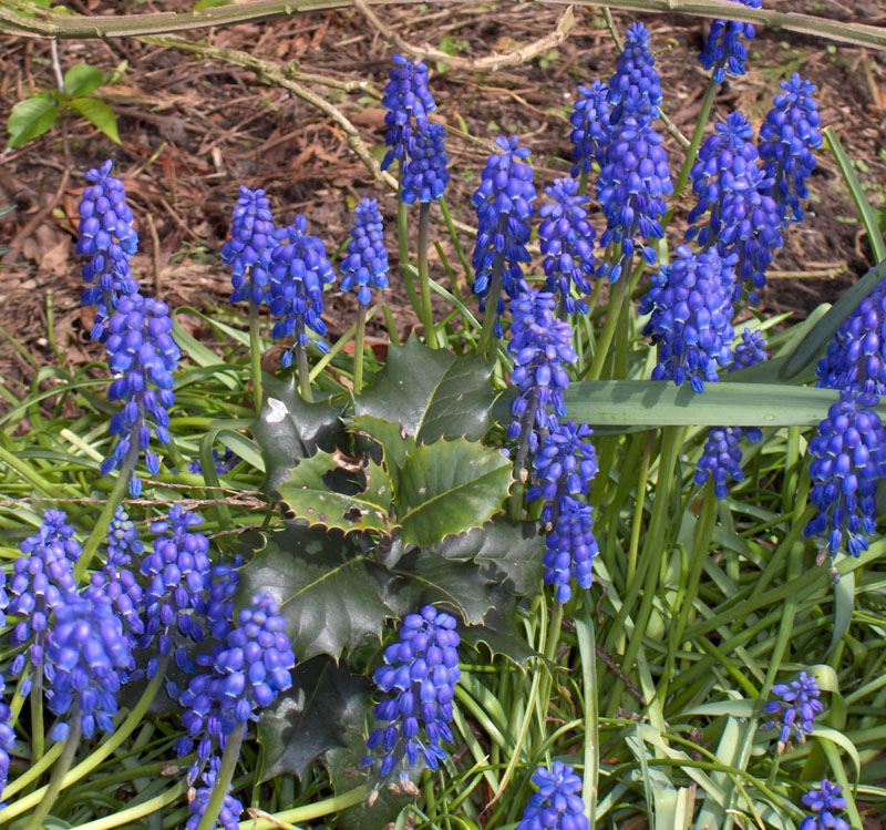 Compact grape hyacinth (Muscari botryoides)