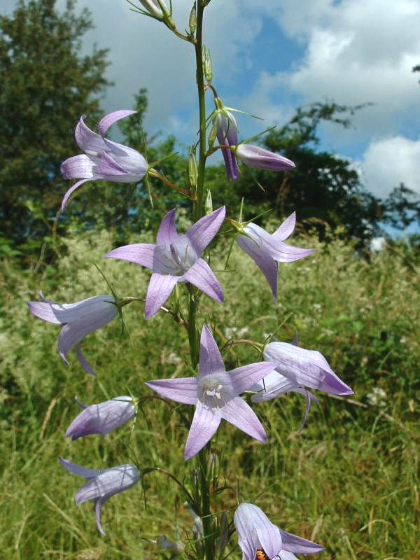 Rampion bellflower (Campanula rapunculus)