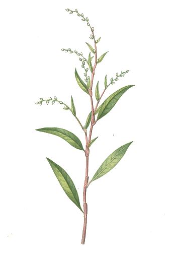 Waterpeper (Persicaria hydropiper)