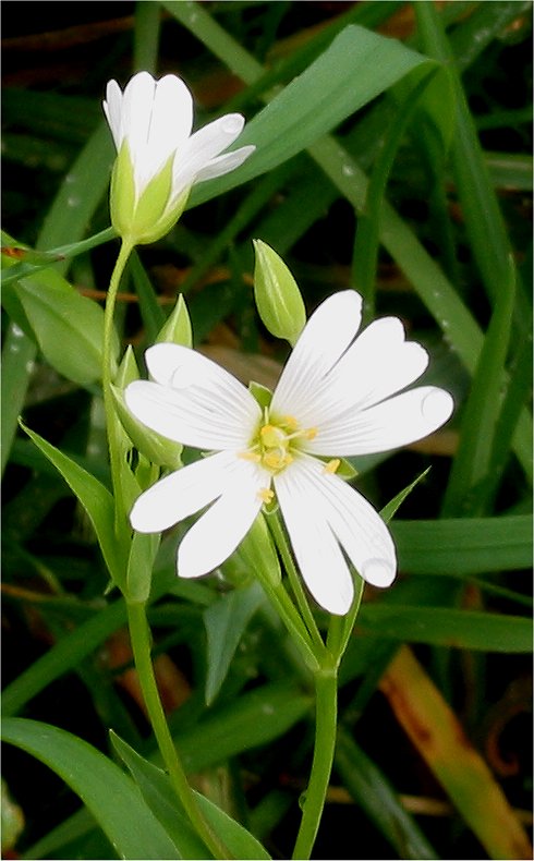 Greater stitchwort (Stellaria holostea)