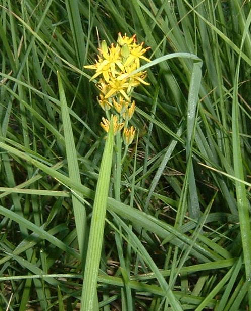 Bog asphodel (Narthecium ossifragum)