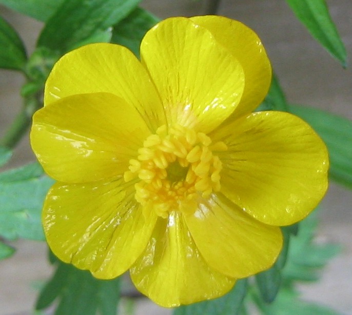 Creeping buttercup (Ranunculus repens)