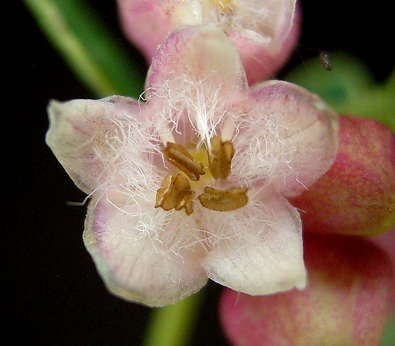 Snowberry (Symphoricarpos albus)