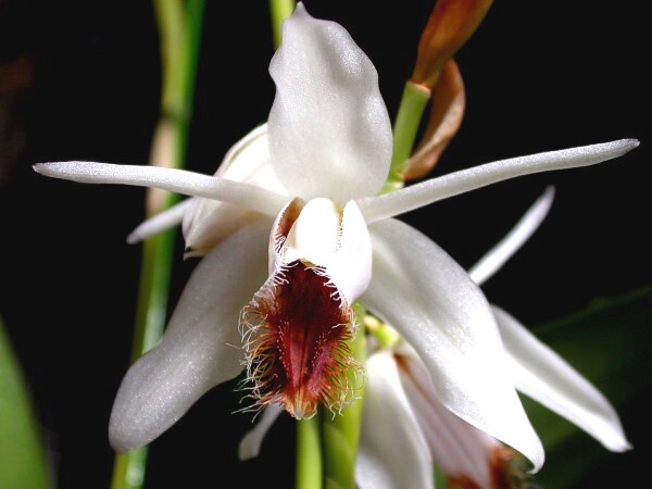 Coelogyne (Coelogyne cristata)