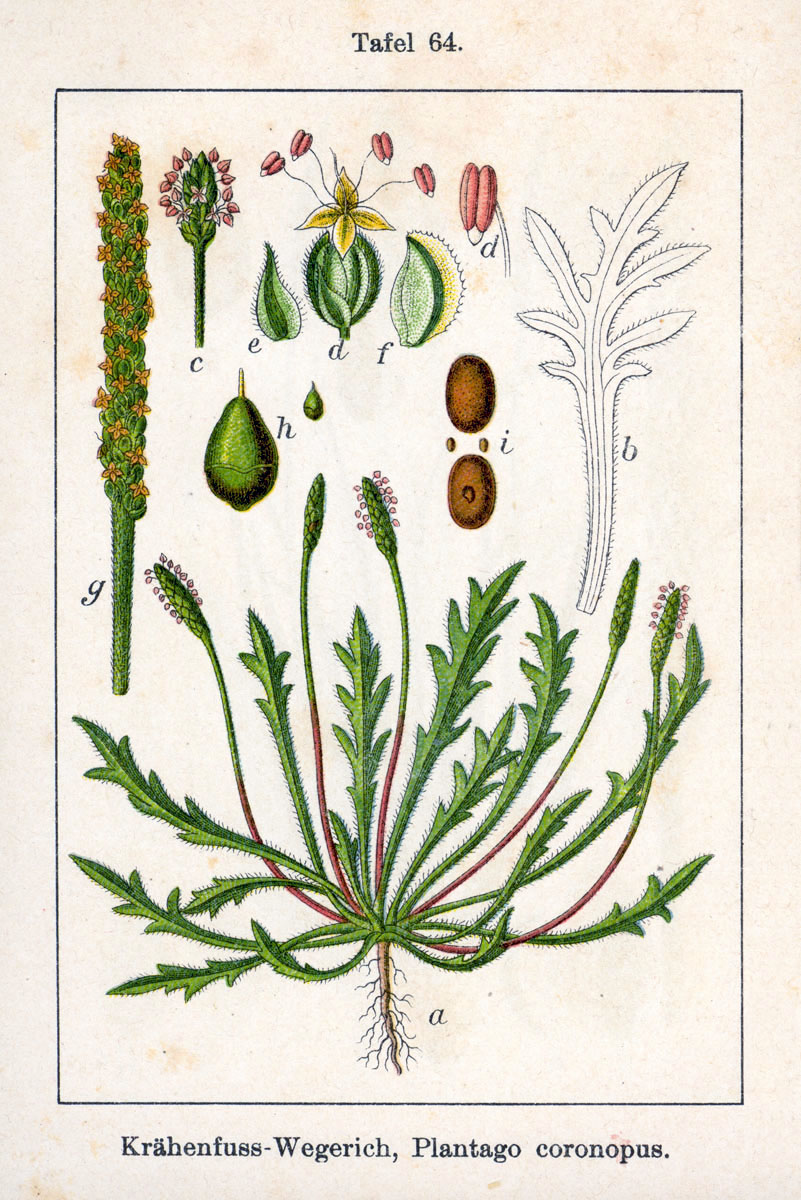 Buck’s-horn plantain (Plantago coronopus)
