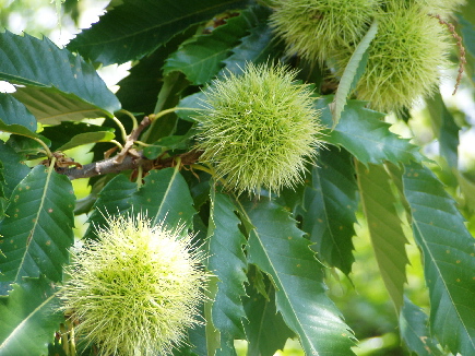 Sweet chestnut (Castanea sativa)