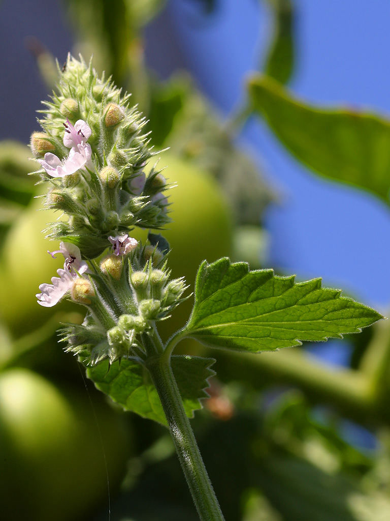 Catnip (Nepeta cataria)