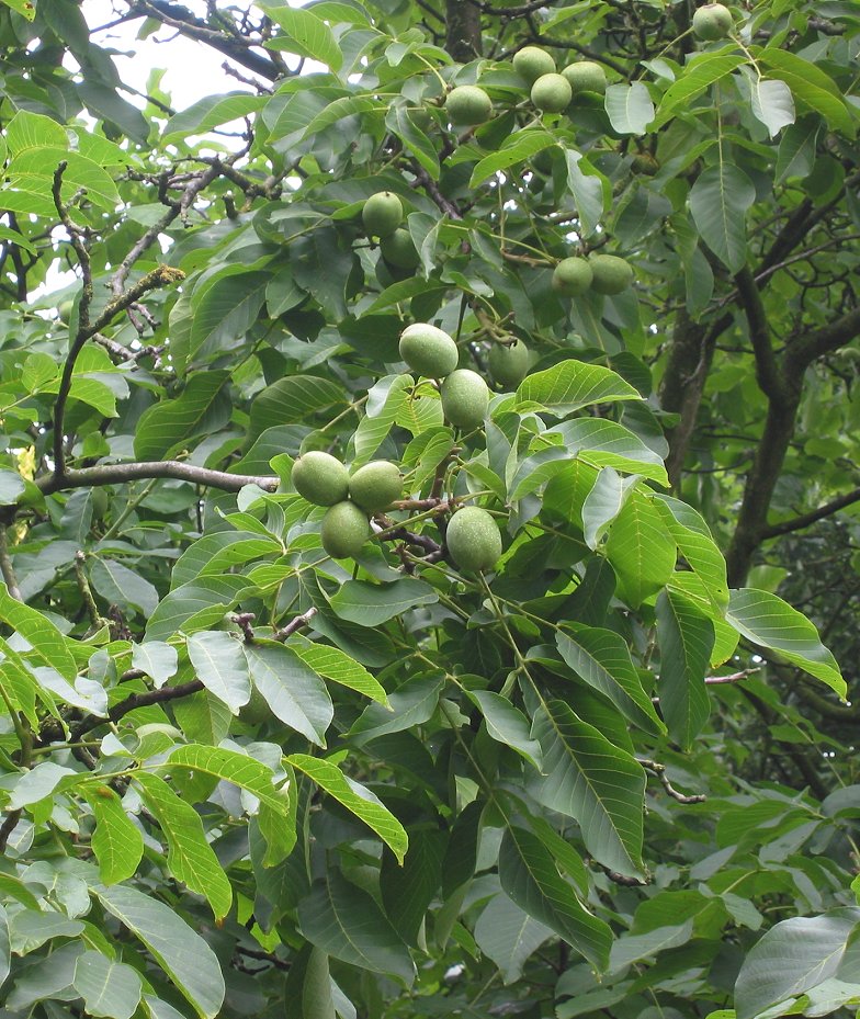 Walnut (Juglans regia)