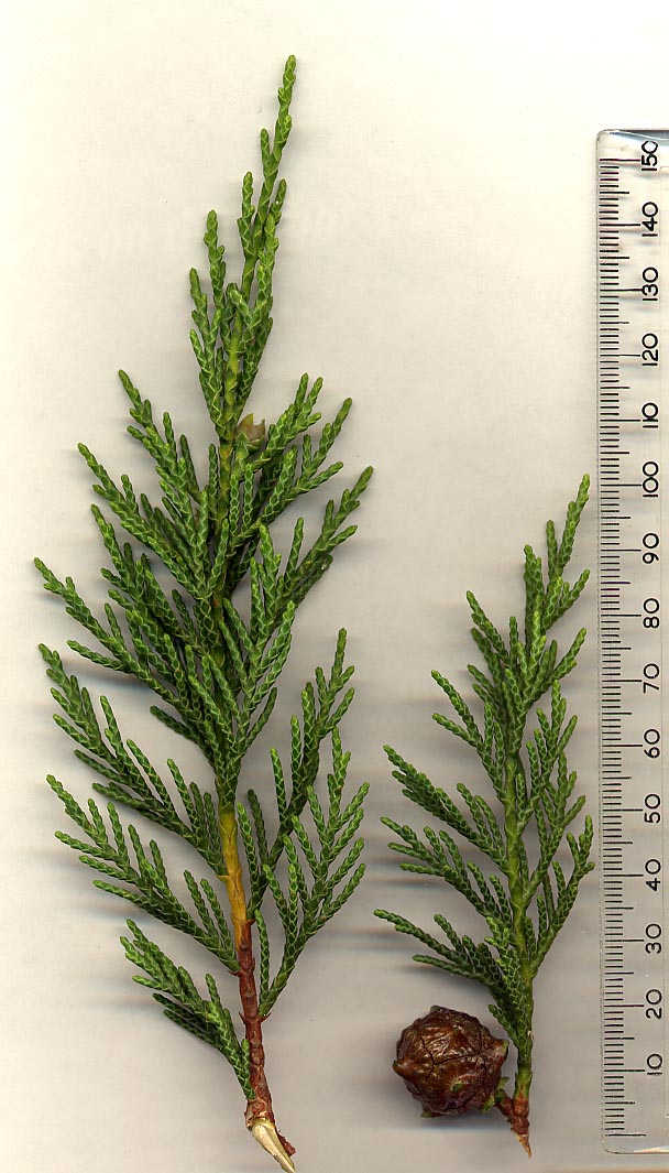 Leyland cypress (× Cuprocyparis leylandii)