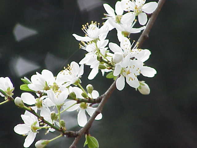 Cherry plum (Prunus cerasifera)