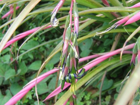 Queen’s tears (Billbergia nutans)