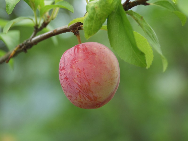 Japanese plum (Prunus salicina)