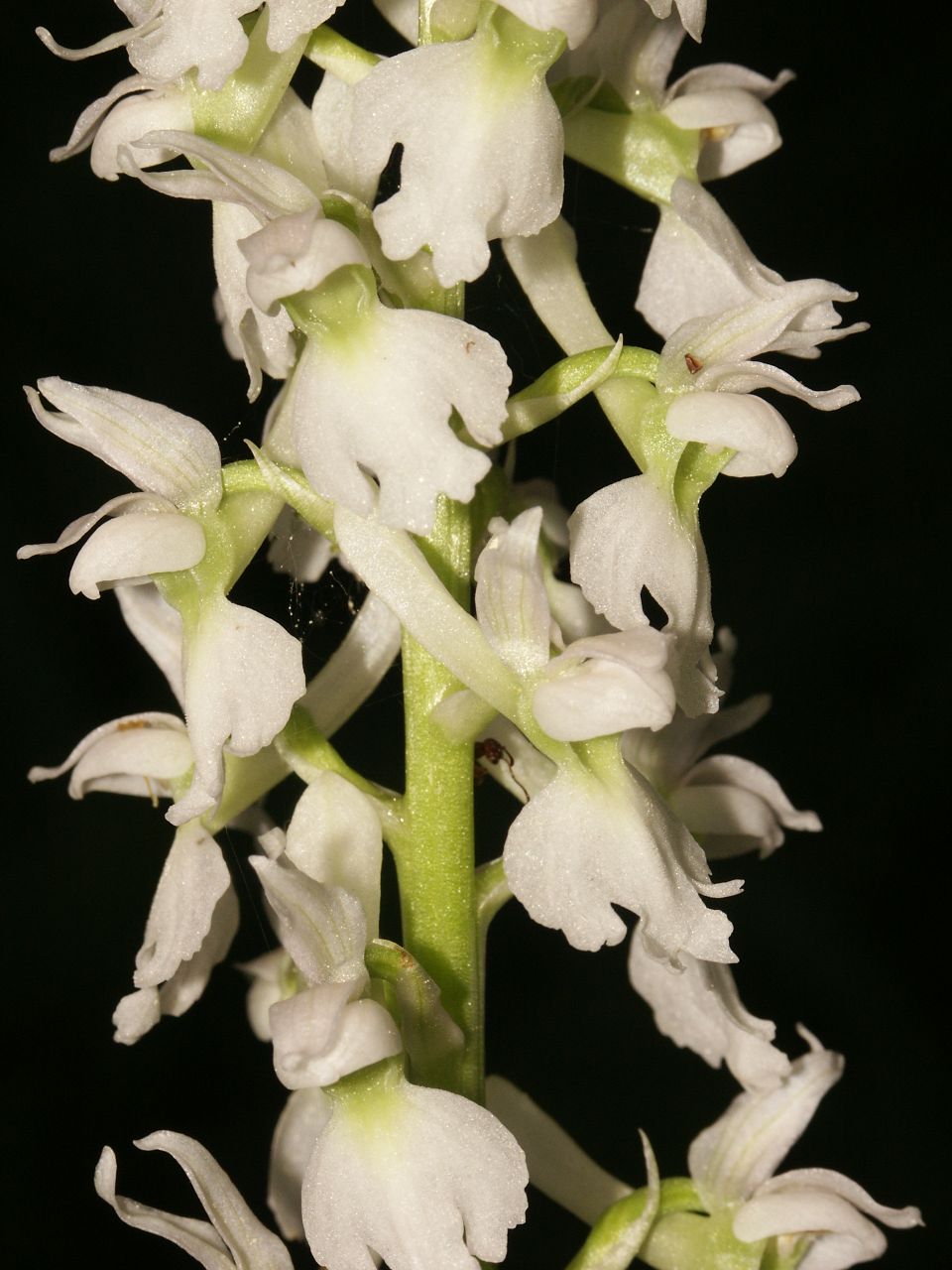 Early-purple orchid (Orchis mascula)