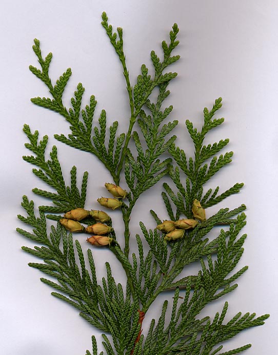 Thuja