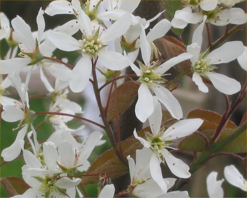 Snowy mespilus (Amelanchier lamarckii)