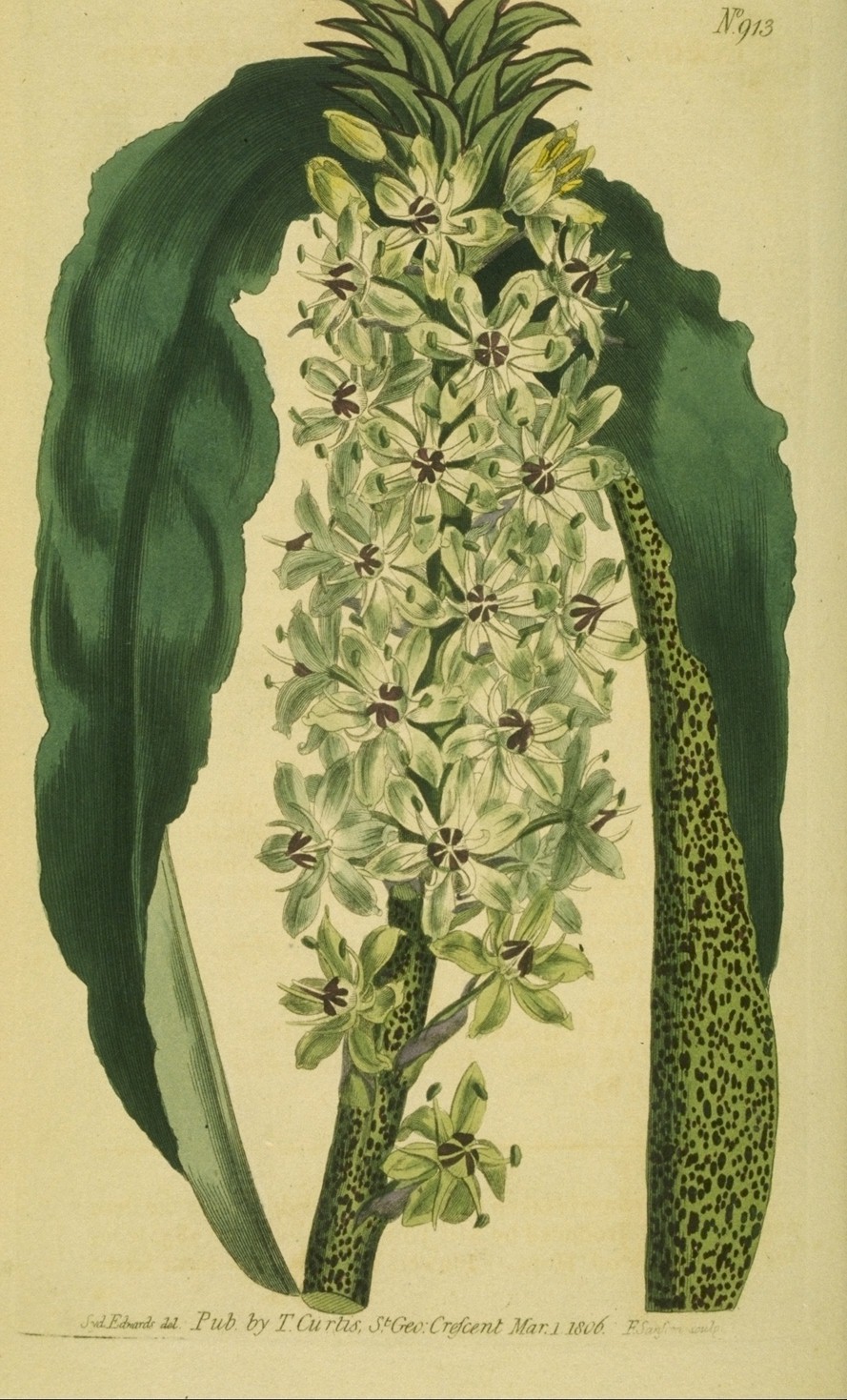 Eucomis comosa