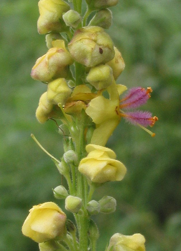 Dark mullein (Verbascum nigrum)