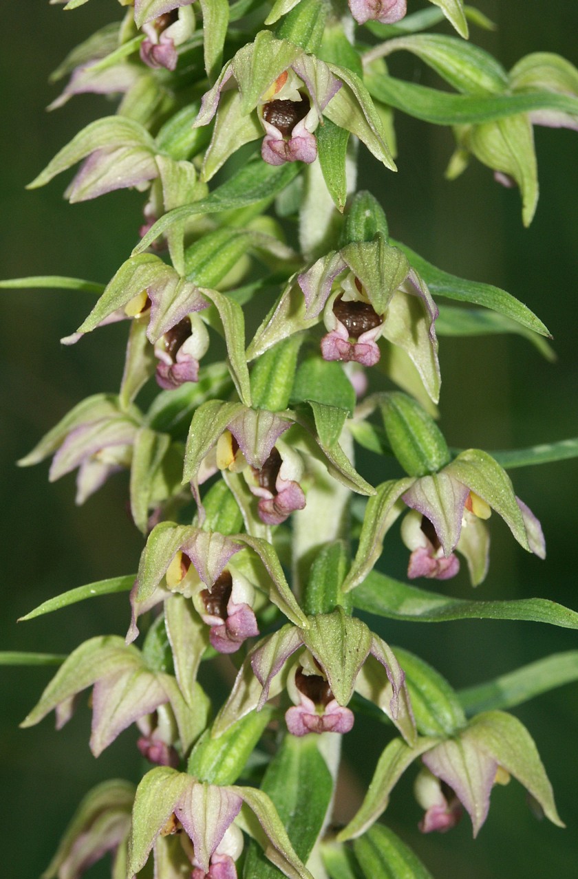 Épipactis à larges feuilles (Epipactis helleborine)