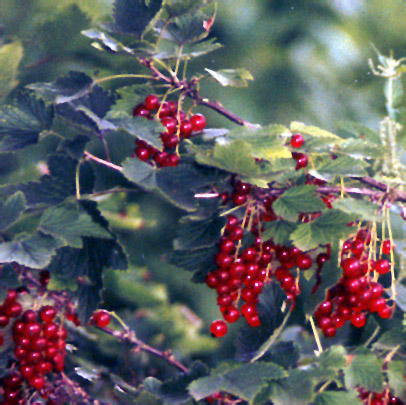 Redcurrant (Ribes rubrum)