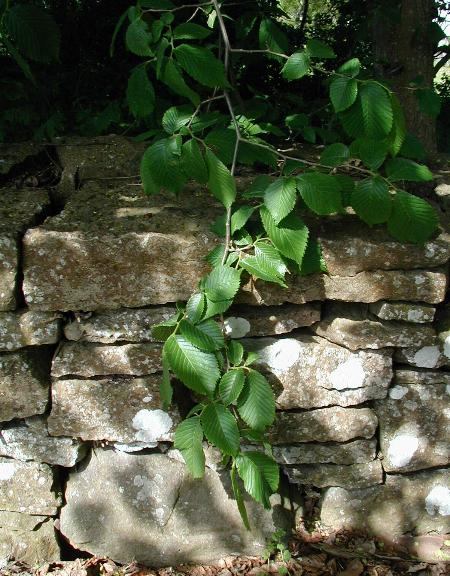 Orme des montagnes (Ulmus glabra)