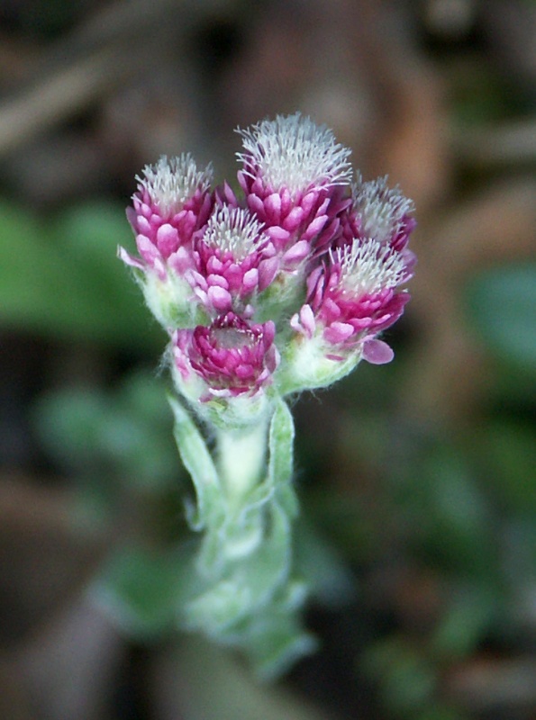 Mountain everlasting (Antennaria dioica)