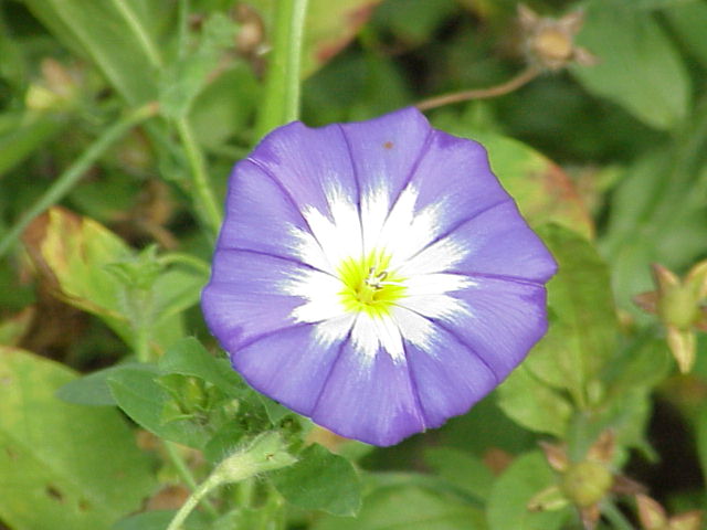 Dwarf morning glory (Convolvulus tricolor)