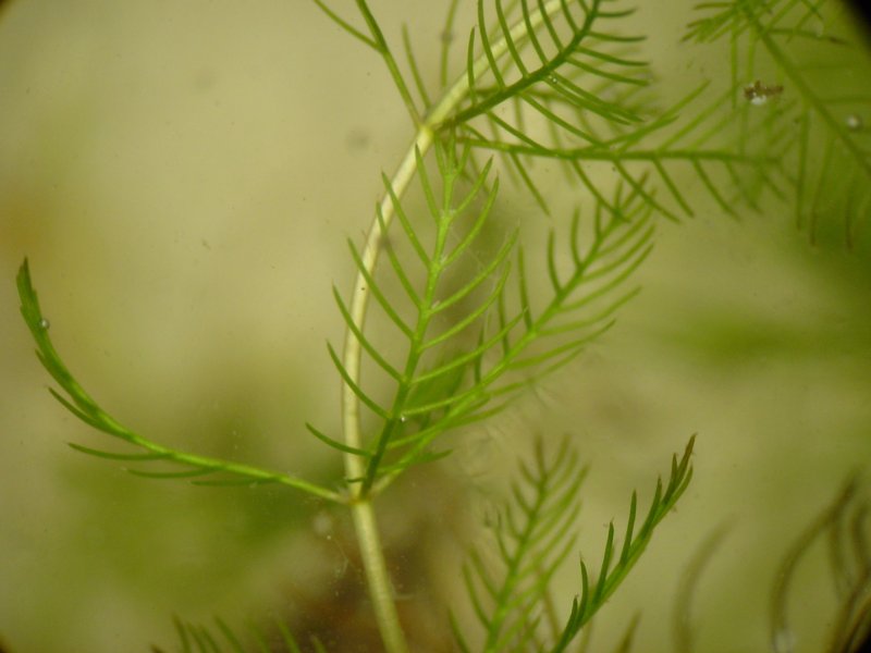 Spiked water-milfoil (Myriophyllum spicatum)
