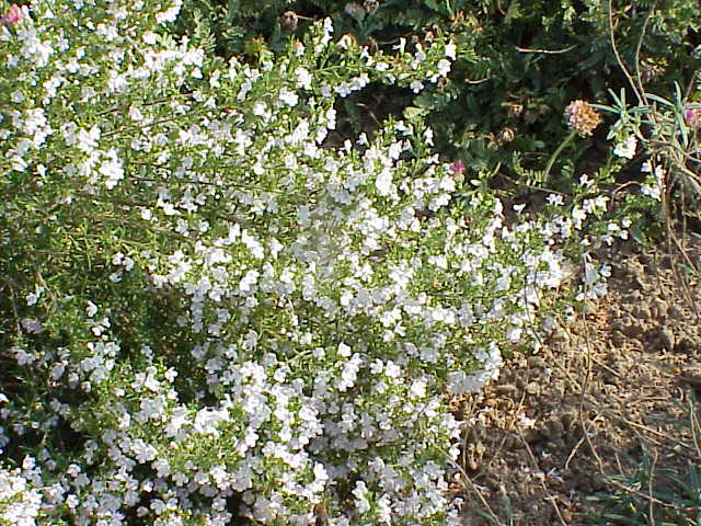 Winter savory (Satureja montana)