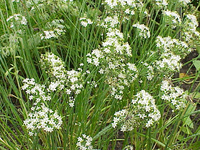 Chinese bieslook (Allium tuberosum)