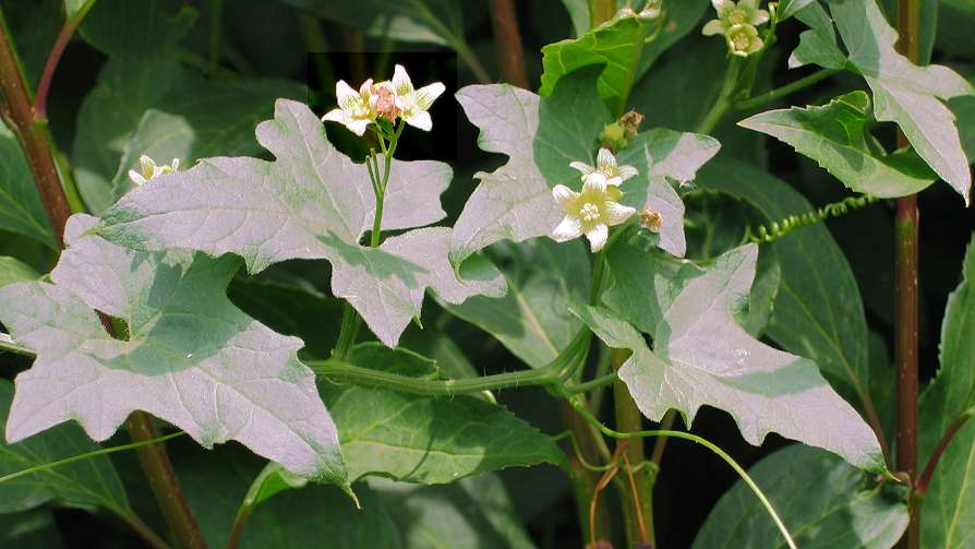 White bryony (Bryonia dioica)