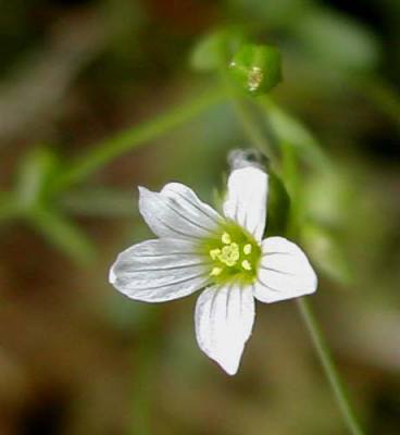 Fairy flax (Linum catharticum)