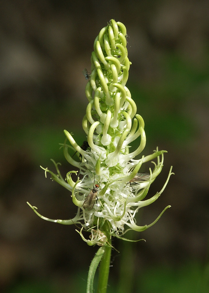 Witte rapunzel (Phyteuma spicatum)