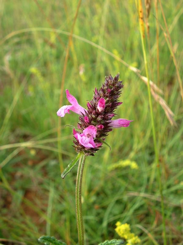 Bétoine officinale (Betonica officinalis)