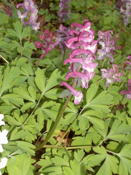Hollowroot (Corydalis cava)