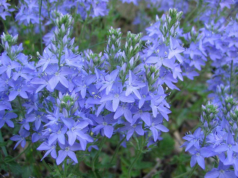 Véronique germandrée (Veronica austriaca subsp. teucrium)