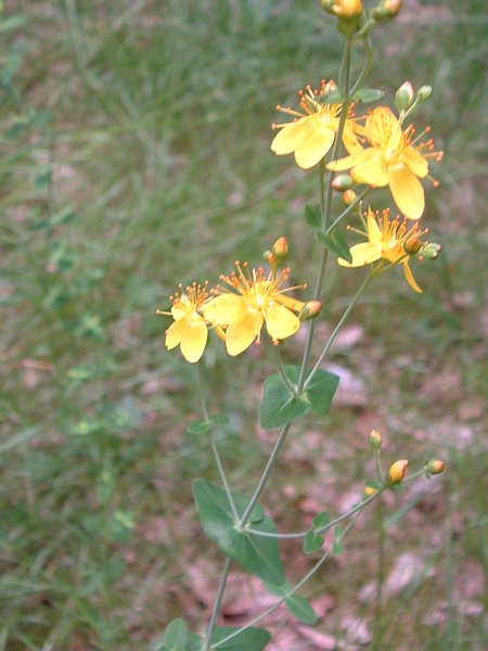 Slender St John’s-wort (Hypericum pulchrum)