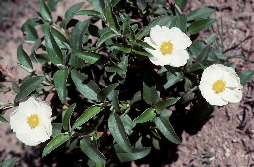 Laurel-leaved rockrose (Cistus laurifolius)