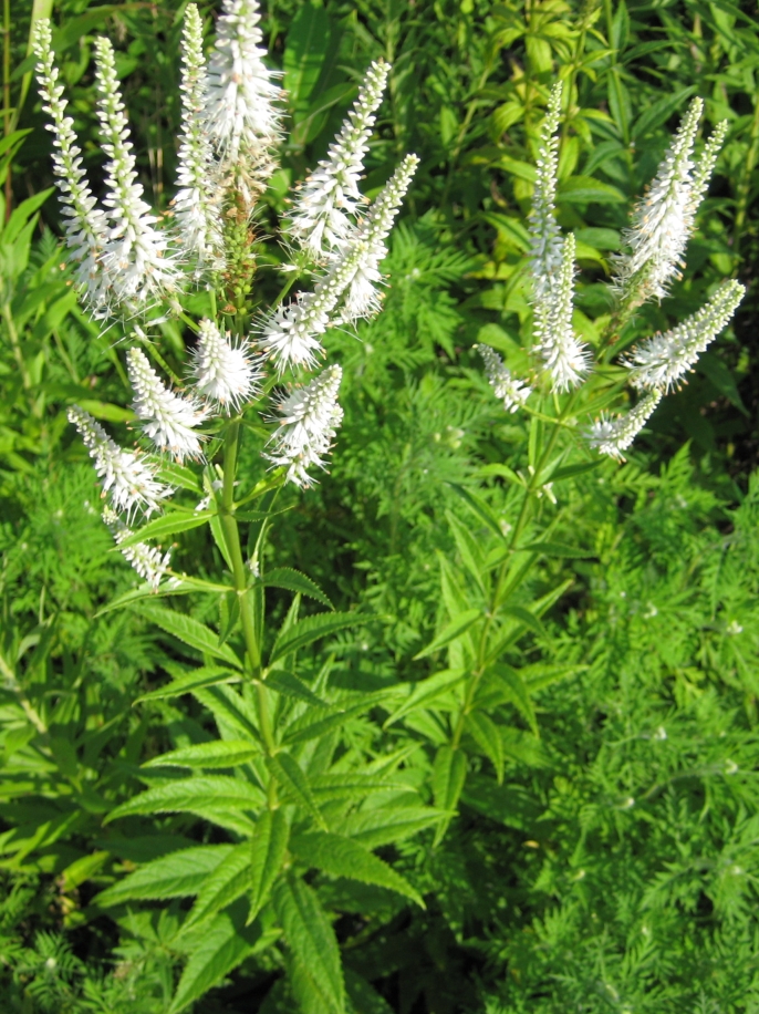 Culver's root (Veronicastrum virginicum) (Veronicastrum virginicum)