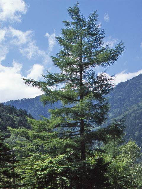 Japanese larch (Larix kaempferi)
