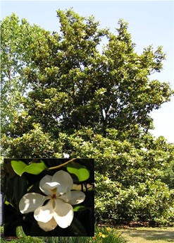 Southern magnolia (Magnolia grandiflora)