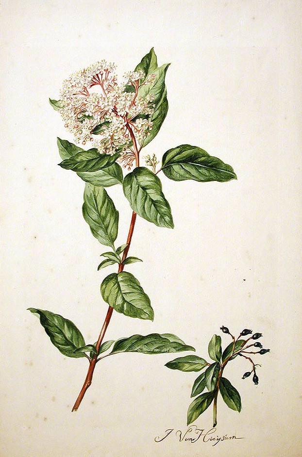 Laurustinus (Viburnum tinus)