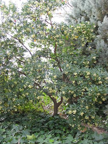 Strawberry tree (Arbutus unedo)