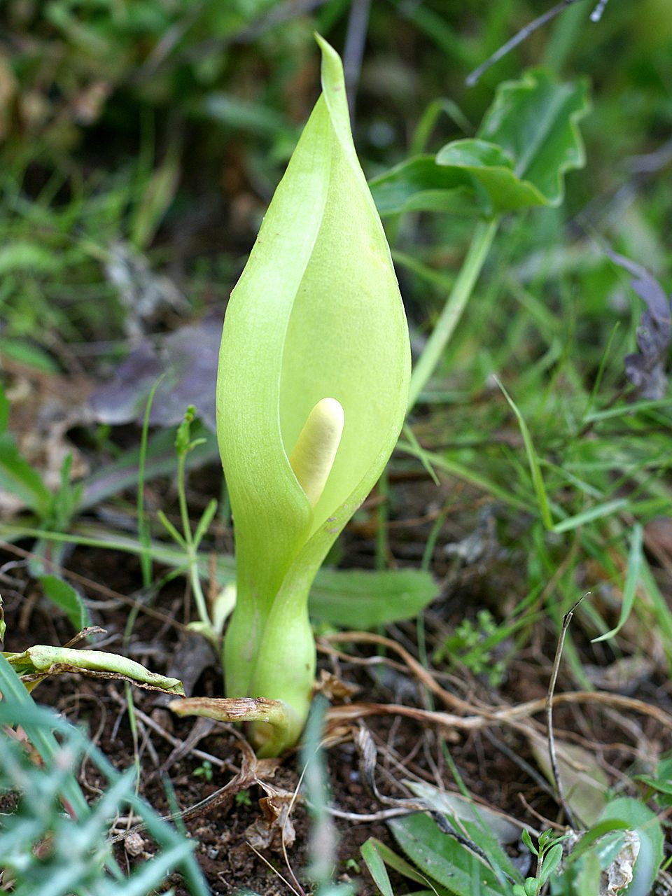 Italian lords-and-ladies (Arum italicum)