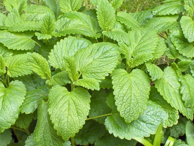 Lemon balm (Melissa officinalis)