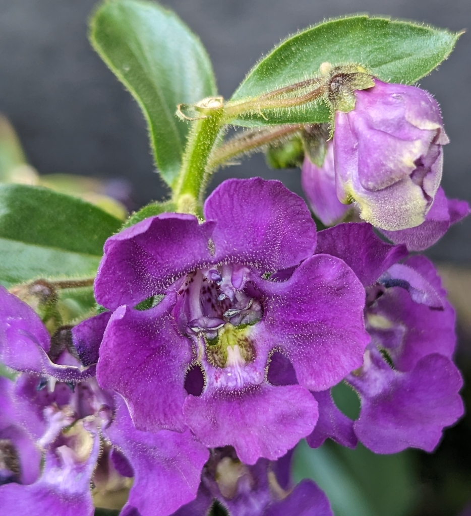 Angélonia (Angelonia angustifolia)